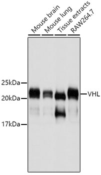 VHL Mouse mAb