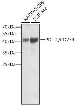 PD-L1/CD274 Rabbit mAb