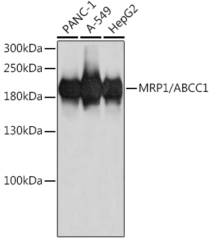 MRP1/ABCC1 Rabbit mAb