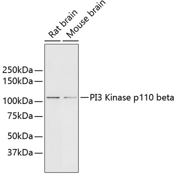 PI3 Kinase p110 beta Rabbit mAb