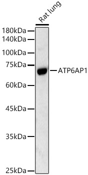 ATP6AP1 Rabbit pAb