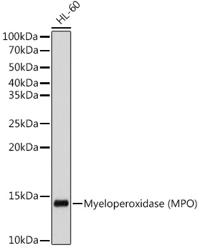 Myeloperoxidase (MPO) Rabbit mAb
