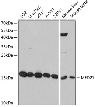 MED21 Rabbit pAb