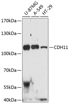 CDH11 Rabbit pAb