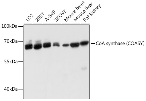 CoA synthase (COASY_ Rabbit pAb