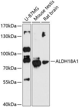 ALDH18A1 Rabbit pAb