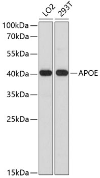 APOE Rabbit pAb