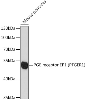 PGE receptor EP1 (PTGER1) Rabbit pAb