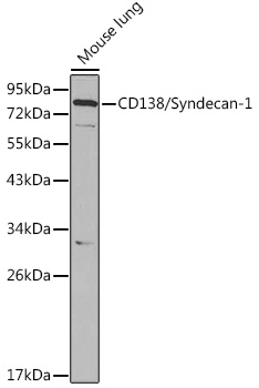 CD138/Syndecan-1 Rabbit pAb