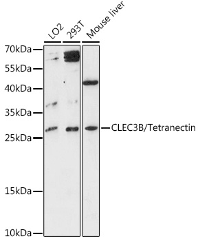 CLEC3B/Tetranectin Rabbit pAb