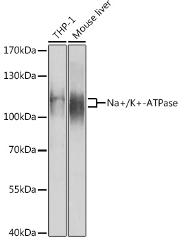 Na+/K+-ATPase Rabbit pAb