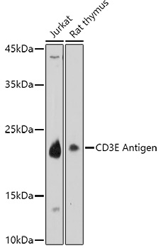 CD3E Antigen Rabbit pAb