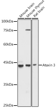 Ataxin-3 (ATXN3) Rabbit pAb