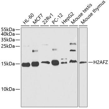 [KO Validated] Histone H2A.Z Rabbit pAb
