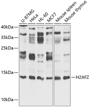 Histone H2A.Z Rabbit pAb
