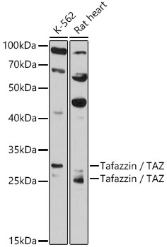 Tafazzin / TAZ Rabbit pAb