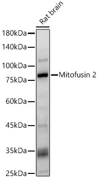 Mitofusin 2 Rabbit pAb
