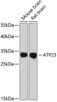 ATP23 Rabbit pAb