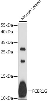 FCER1G Rabbit pAb