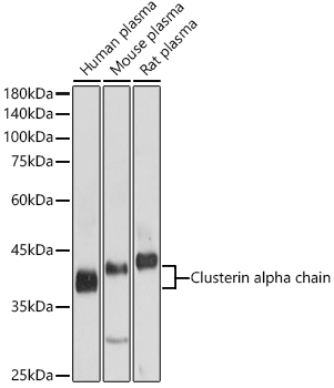 Clusterin alpha chain Rabbit pAb