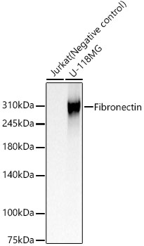 Fibronectin Rabbit pAb