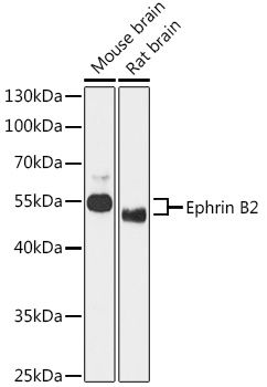 Ephrin B2 Rabbit pAb