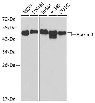 Ataxin-3 (ATXN3) Rabbit pAb