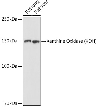 Xanthine Oxidase (XDH) Rabbit pAb