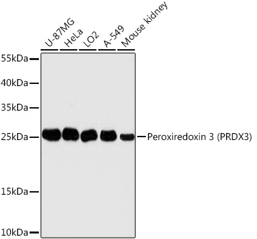 Peroxiredoxin 3 (PRDX3) Rabbit pAb