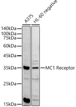 MC1 Receptor Rabbit pAb