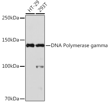 DNA Polymerase gamma Rabbit mAb
