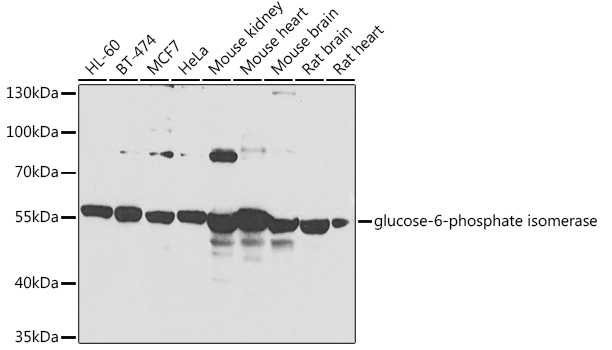 glucose-6-phosphate isomerase Rabbit pAb