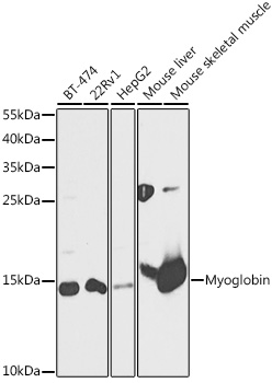Myoglobin Rabbit pAb
