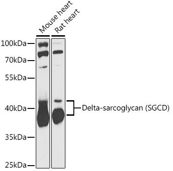 Delta-sarcoglycan (SGCD) Rabbit pAb