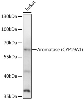 Aromatase (CYP19A1) Rabbit pAb