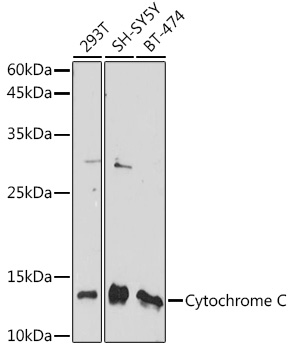 Cytochrome C Rabbit pAb