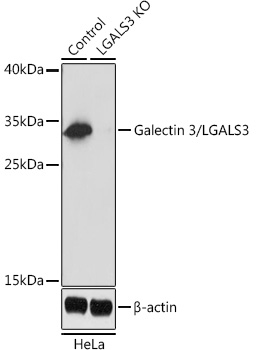 [KO Validated] Galectin 3/LGALS3 Rabbit pAb