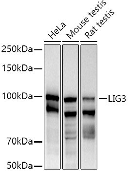 DNA Ligase III/LIG3 Rabbit pAb