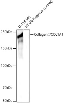 Collagen I/COL1A1 Rabbit pAb