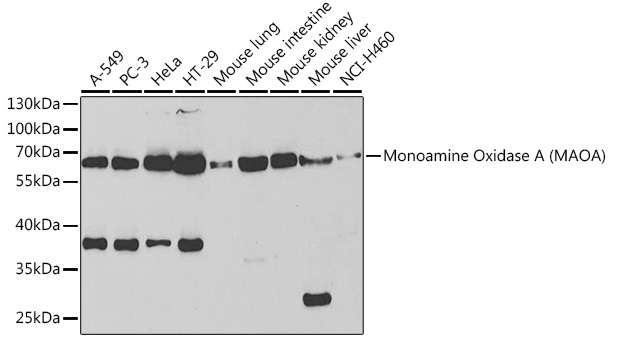Monoamine Oxidase A (MAOA) Rabbit pAb