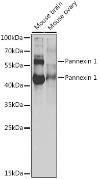 Pannexin 1 Rabbit pAb