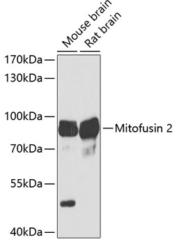 Mitofusin 2 Rabbit pAb