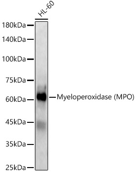 Myeloperoxidase (MPO) Rabbit pAb