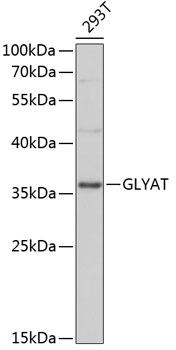 GLYAT Rabbit pAb