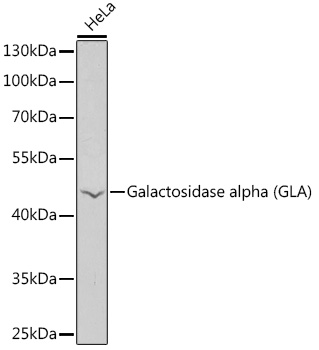 Galactosidase alpha (GLA) Rabbit pAb