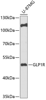 GLP1R Rabbit pAb