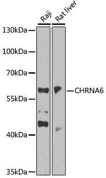 CHRNA6 Rabbit pAb