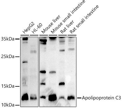 Apolipoprotein C3 Rabbit pAb