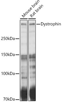 Dystrophin Rabbit pAb