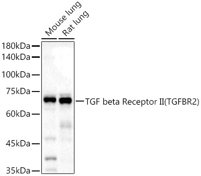 TGF beta Receptor II (TGFBR2) Rabbit pAb